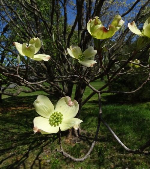forsythiahill
