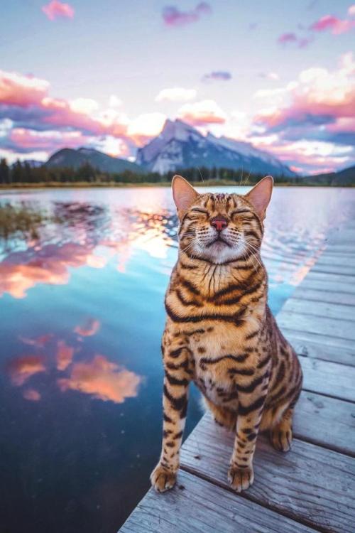 awwww-cute:Mini tiger kitty (Source: https://ift.tt/2NN1JJY)