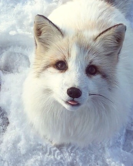 everythingfox:The prettiest fox 