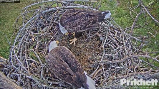 Eagle Cam Blog