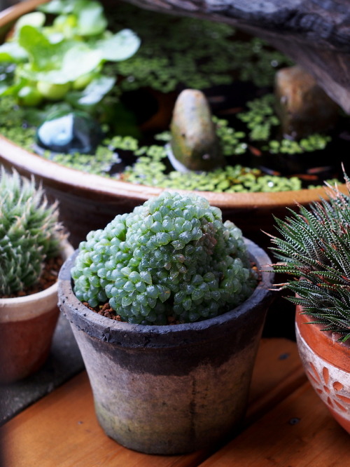 markunsan:Haworthia cooperi v. pilifera f. truncata