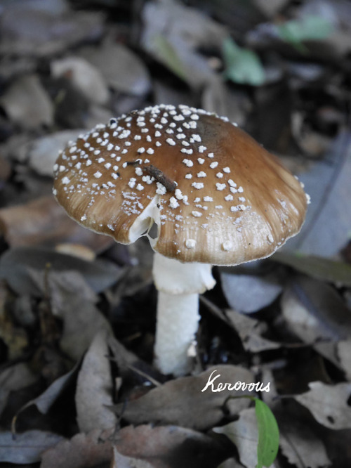 Own picture : # 224,  Fungus,   September  2018