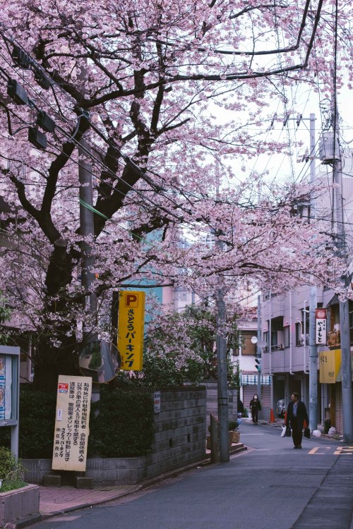 sleeplessintokyo87