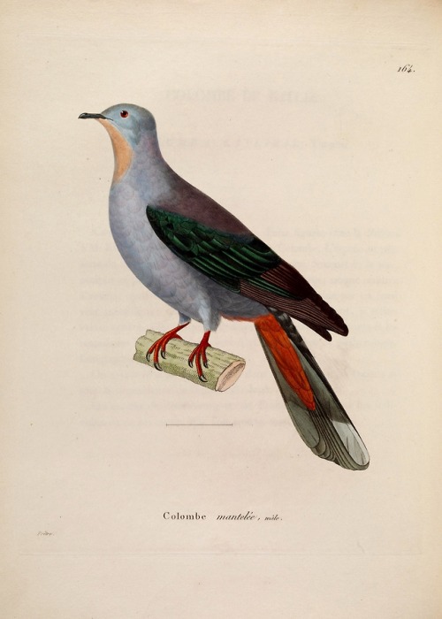 wapiti3:New collection of plates of colored birds: to serve on...