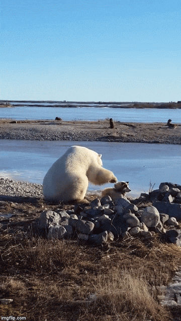 tumblr_opewnvrADj1tr53lmo1_500.gif