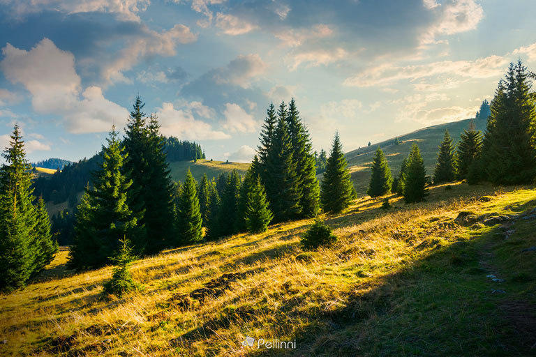 Pellinni Photography — spruce forest on the grassy hill at sunset-151809...