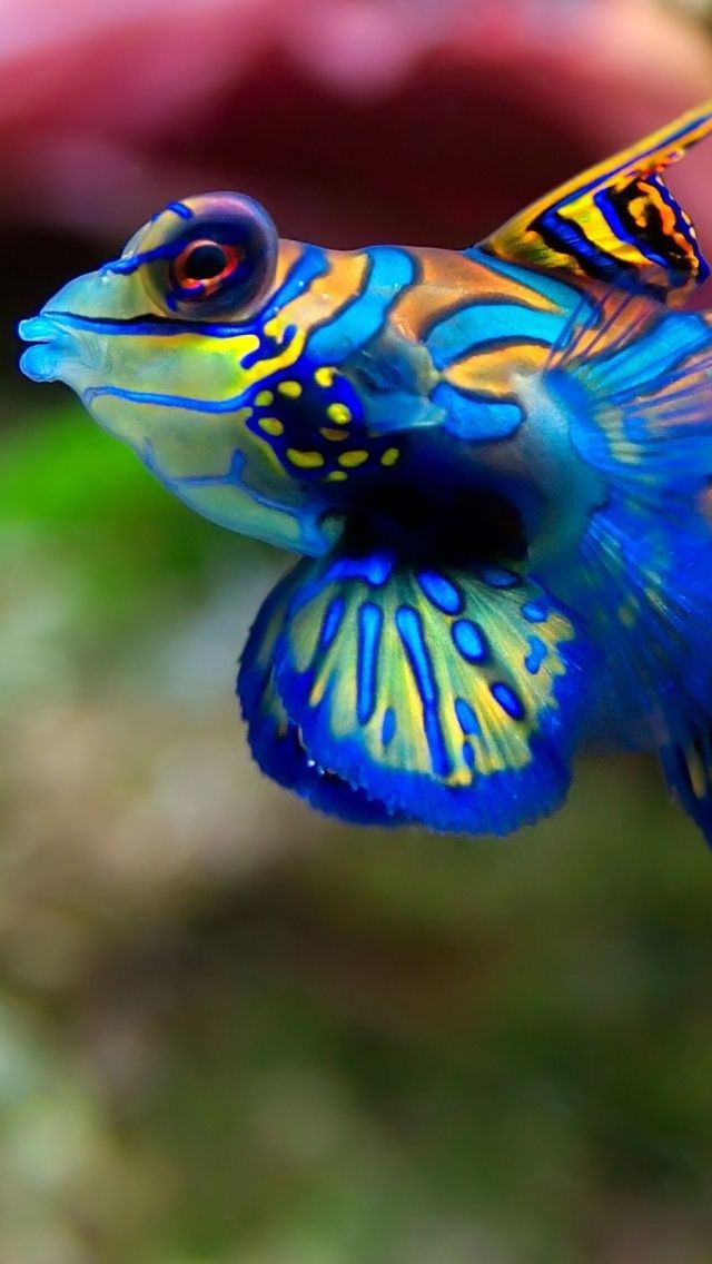 Sea Jewels — http://www.mobileswall.com/wallpaper/fish/