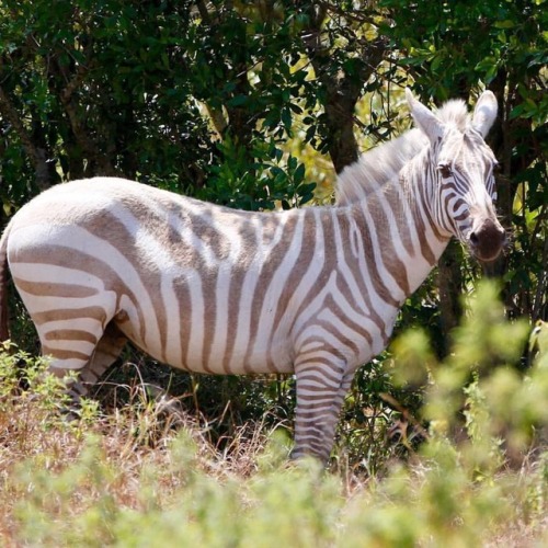 funnywildlife:How COOL is this Leucistic Zebra Posing nicely...