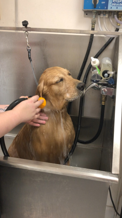 awwww-cute:Had this doggo to my grooming shop today. I think he...