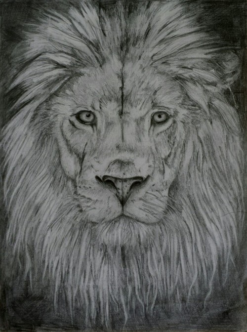 lion drawing on Tumblr