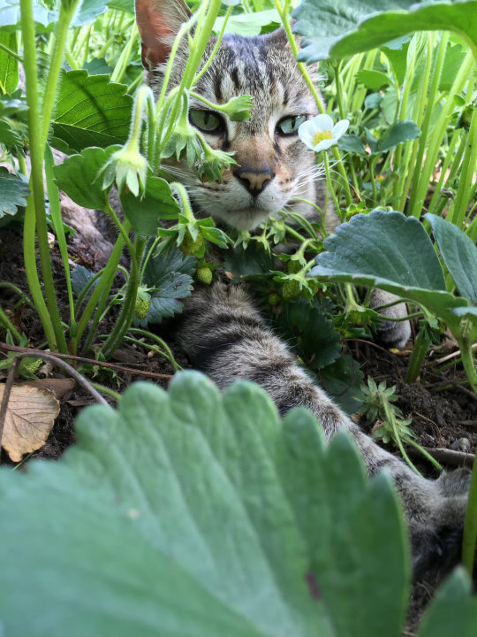 Cat helping weed strawberries.