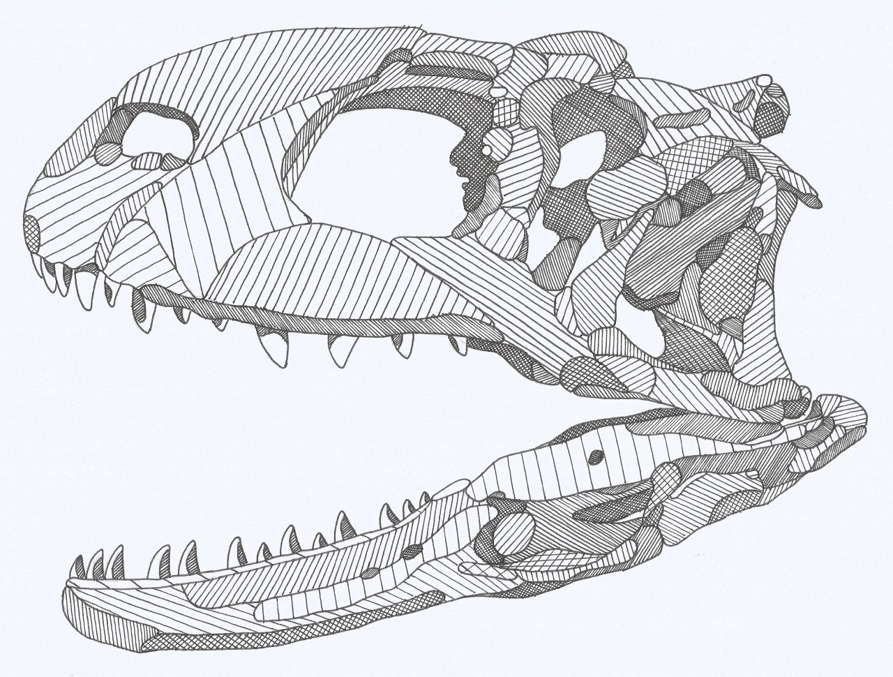 abelisaurid theropod