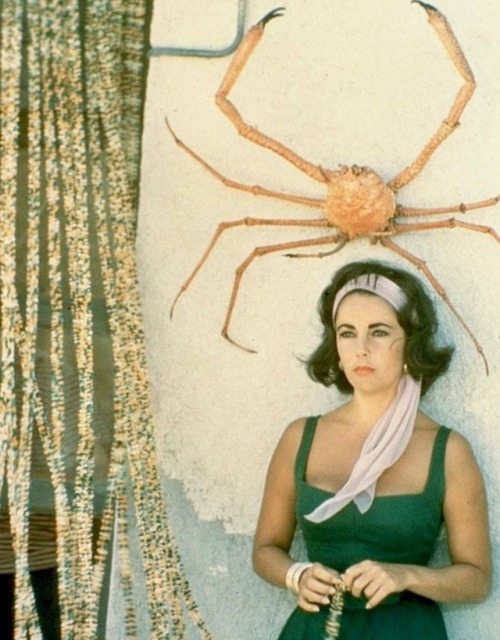 summers-in-hollywood:Elizabeth Taylor on the set of Suddenly,...