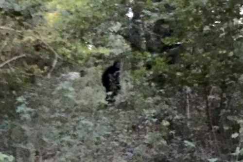 cryptid-wendigo:This image is thought to be of a Bigfoot in...