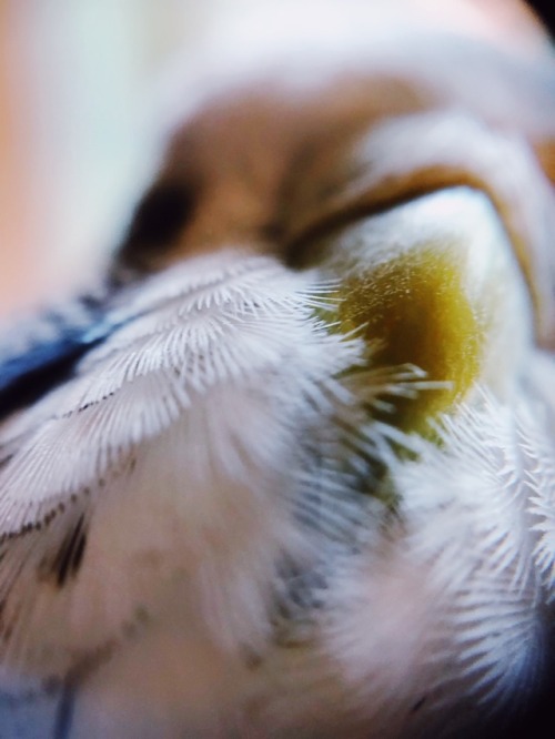 When you macro lens your borb