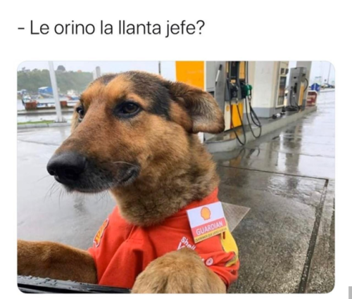 doggos-with-jobs