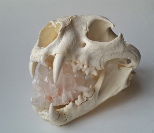 cummy–eyelids:Mountain lion skull and quartz crystal cluster