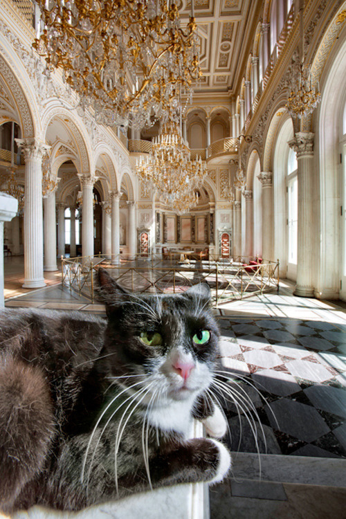 chernobrka:hermitage museum’s cat employees, saint-peretsburg,...