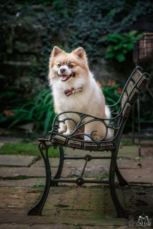 howlingportraits