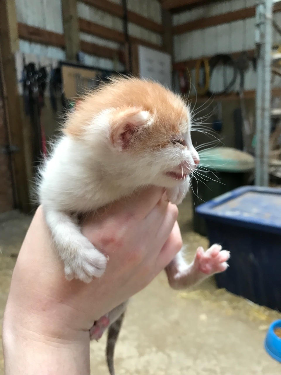 The Adventures Of Dave The Barn Kittens All Have Names Now We Ve