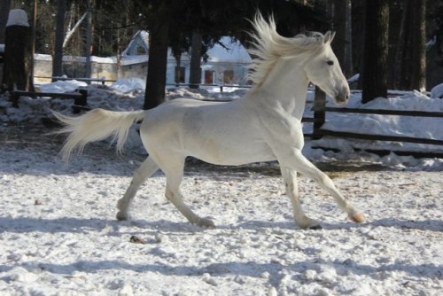 orlovtrotter:Orlov Trotter stallion Kostyor (”Bonfire“)