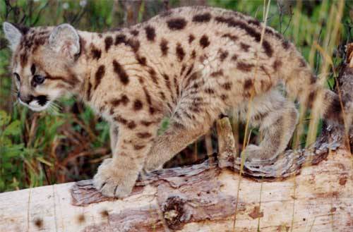 cheetah-chaser