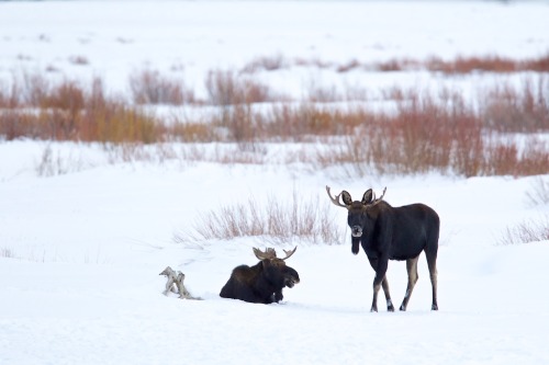 h4ilstorm:Animals in the Snow (by Scott Grubb)