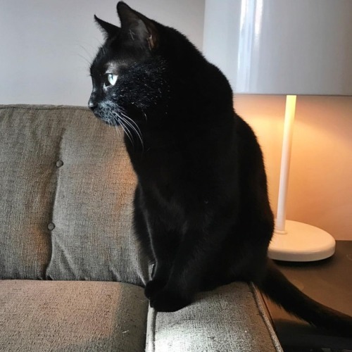 Angie pondering life. #angiebaby #blackcats #blackcatsrule...