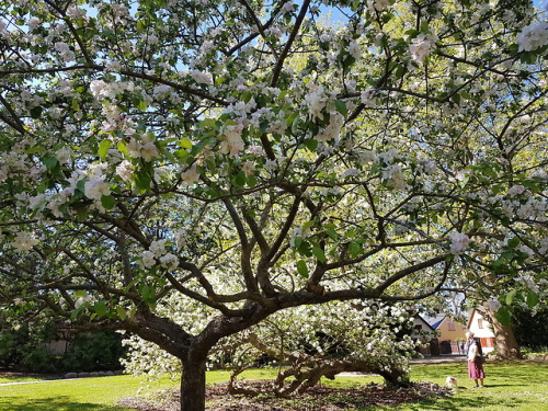 vargtimmar:Botanic garden - Gotland (a small island in Sweden)