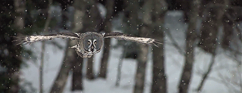 Image result for gif Winter Night Owl flying gif