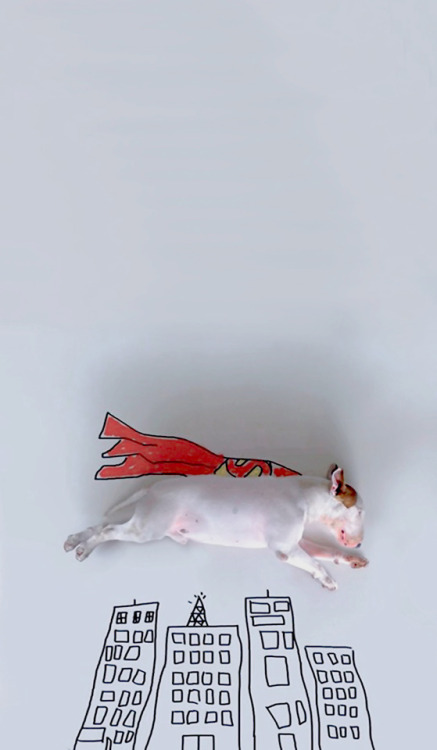 dayanafrias01:Bull Terrier | WallpapersInstagram:...