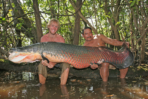 monsterfisch monsterfisch
