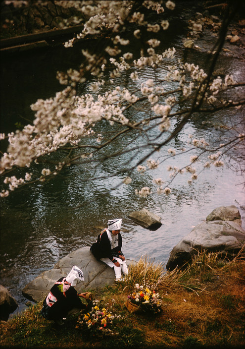 unrar:Japan 1961, middle of the blossom, Burt Glinn.