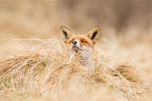 magicalnaturetour:Zen Foxes by Roeselien...