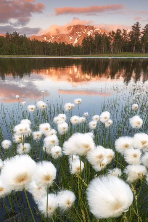 ponderation:Fluffy Puffy by Stian N