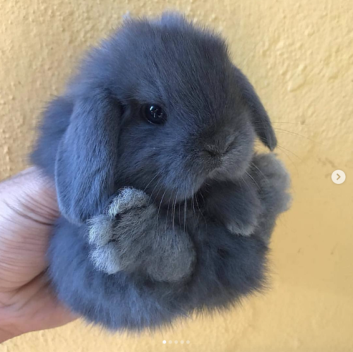 babyanimalgifs:The roundest baby buns