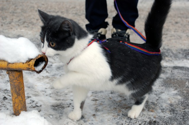 Corporation Cats