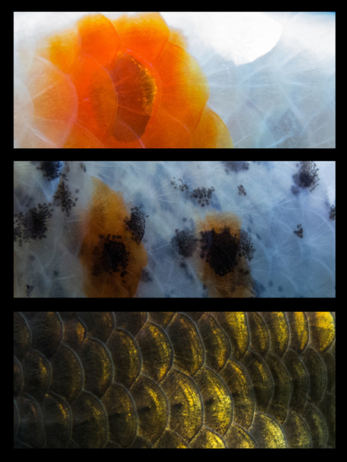 tosh-orchids:I took some fotos of the scales from my goldfish....