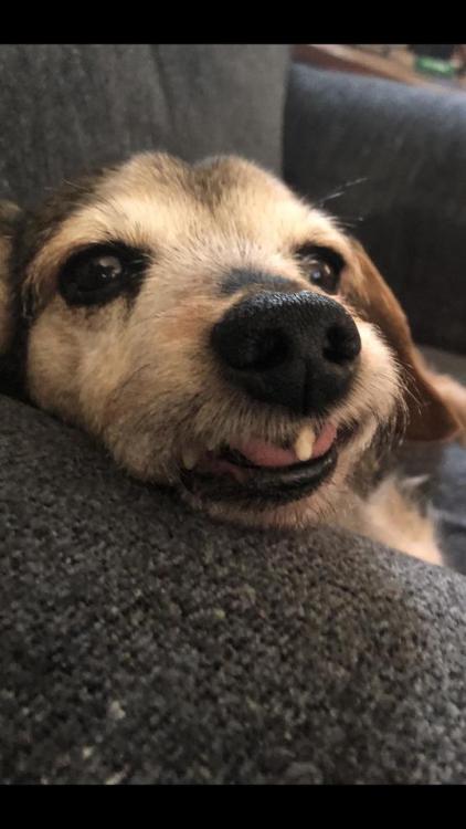 totallydoglife
