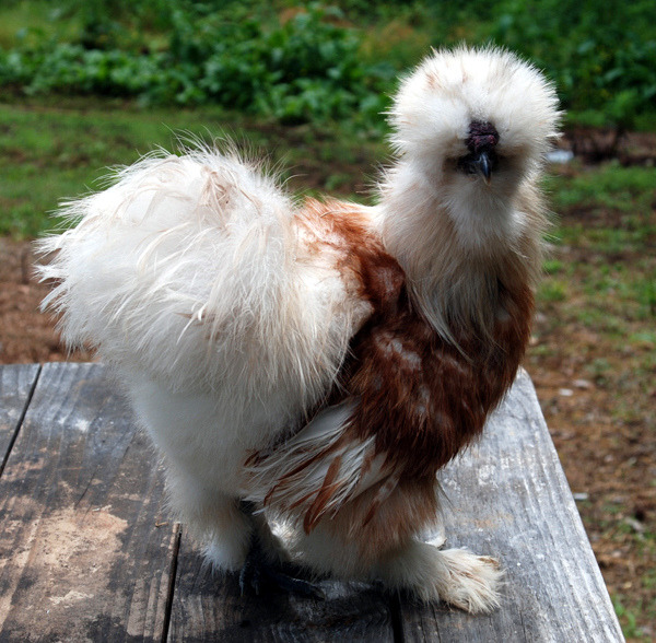 silkie chicken jellycat