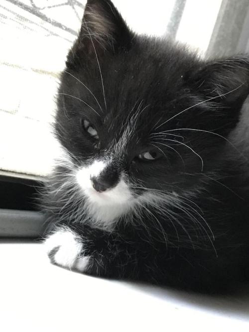 cutekittensarefun:New cat!!!! He’s a little grumpy