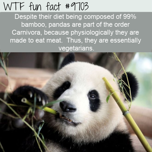 Despite their diet being composed of 99% bamboo, pandas are part of the order Carnivora, because physiologically they are made to eat meat.  Thus, they are essentially vegetarians.
