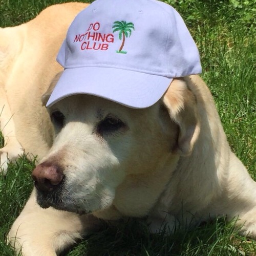 sunbvrnt:spring/summer dog mood board