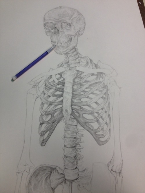 skeleton drawing on Tumblr