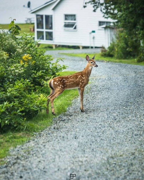 eisenhaurphotography:Late summer fawn!