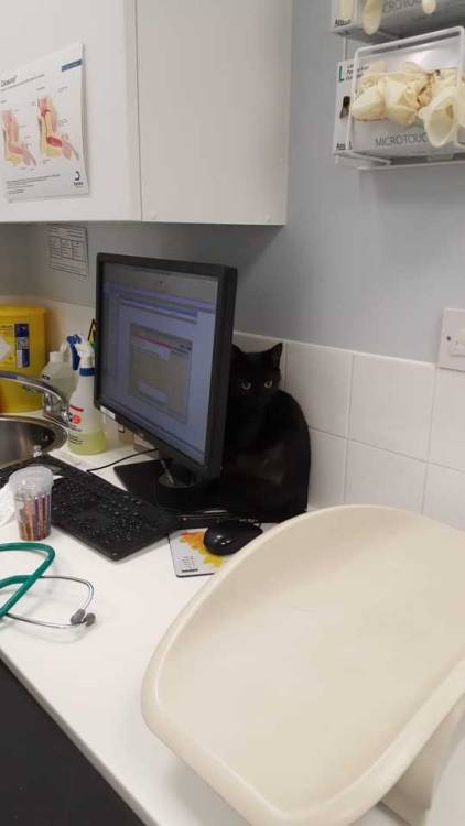 cutefunnybabyanimals:Not enjoying her first trip to the vet...