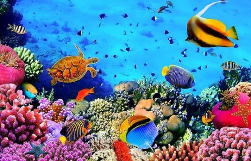 Coral Reef, Red Sea, Egypt