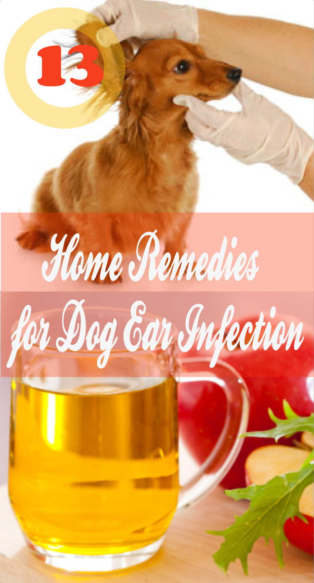 home-remedies-store-13-home-remedies-for-dog-ear-infection