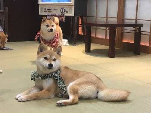 Shiba Cafe Tumblr