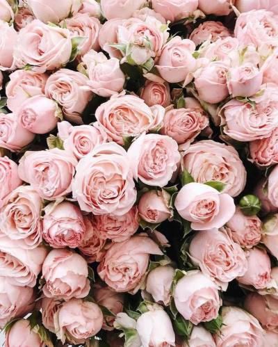 Pink Roses Tumblr